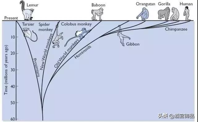 没有酒，我们还是树上的猴子