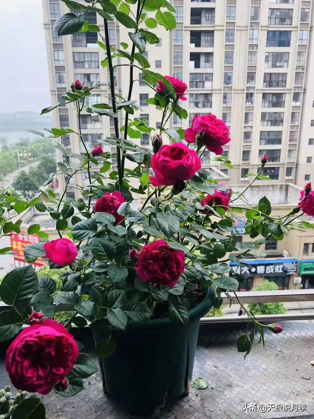 唤作「蔻丹」的月季,应该有怎样的风情?