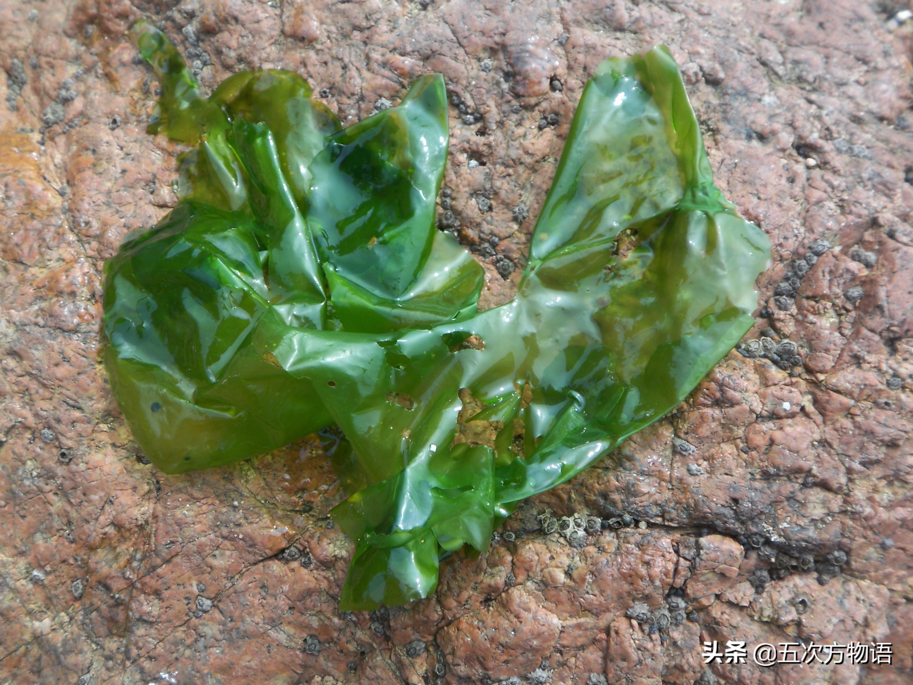 海里的食用藻类图片,青岛海边常见的生物