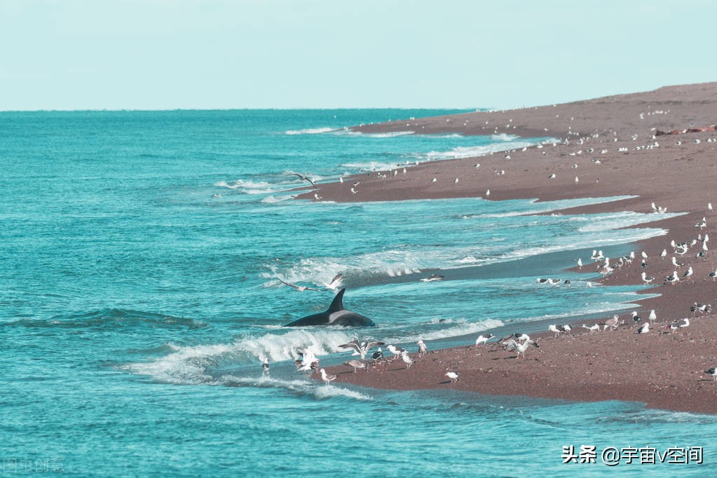 日本不爱吃鲸鱼,为何却将捕杀鲸鱼作为传统文化?