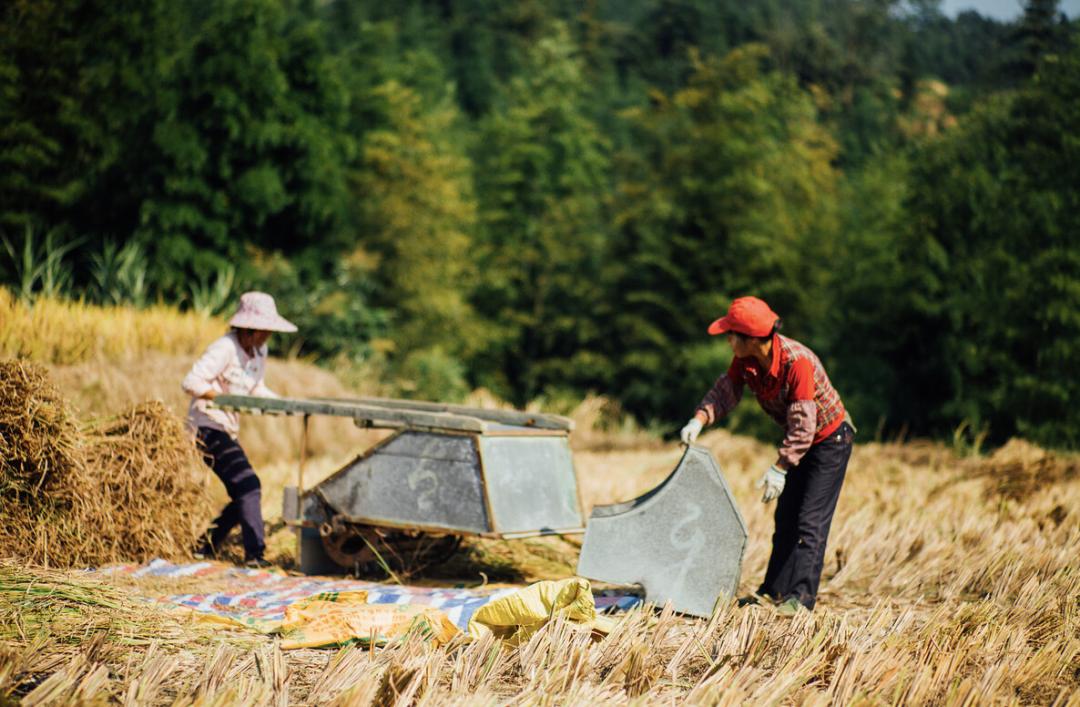 私藏菲律宾同款空中佛手，这座广东小城的落胃美食从早吃到晚