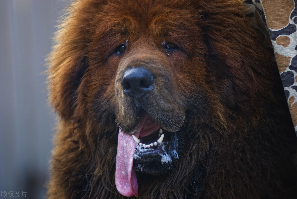 夜宿西藏无人区,夜宿青藏高原遇到狼