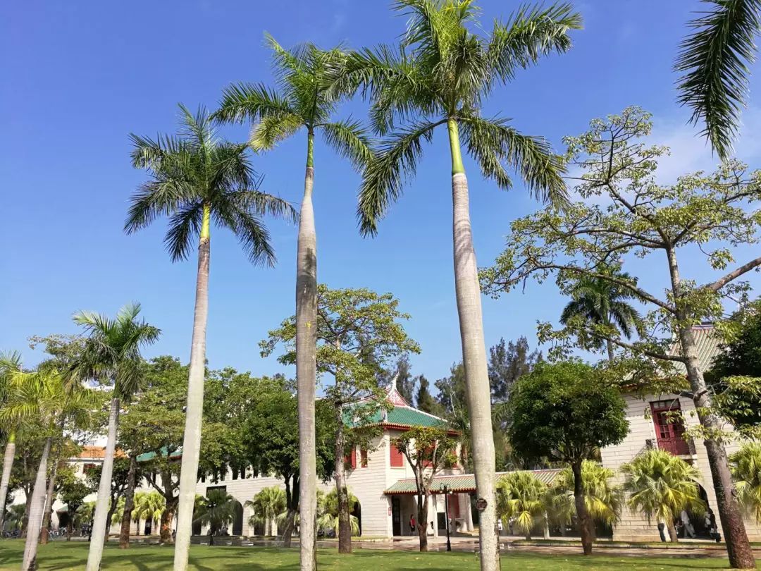 100种常见观叶植物图鉴史上最全,农村常见的100种植物