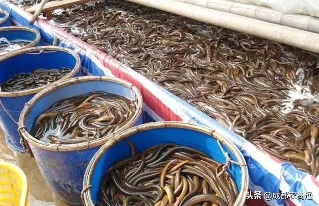 黄鳝鱼养殖技术与利润,黄鳝养殖技术和池子的建造