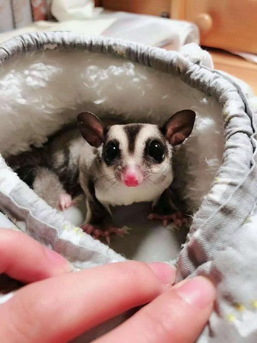 寒号鸟科普视频,寒号鸟和老鼠的区别