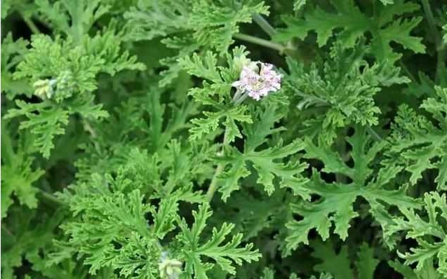 好养又散发氧气的盆栽,室内四季开花好养带香的盆栽