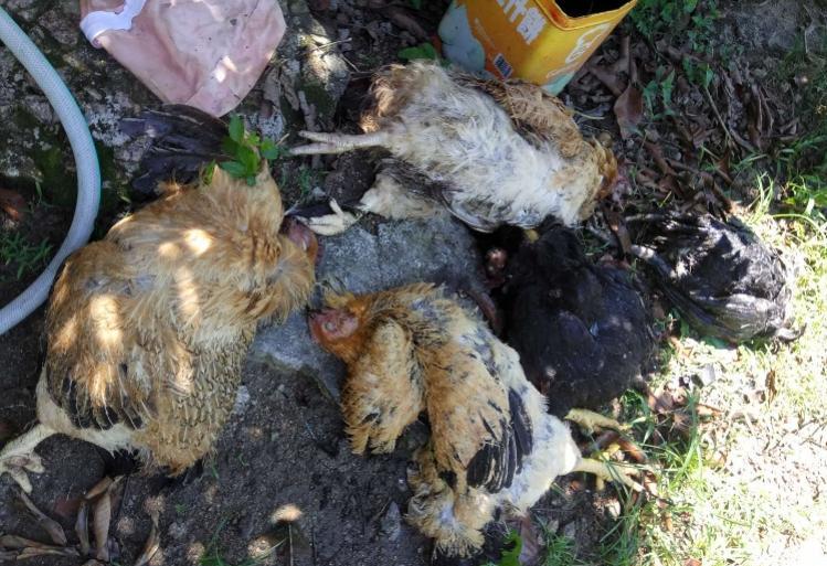 气温回升蛇出去,气温升高蛇的表现