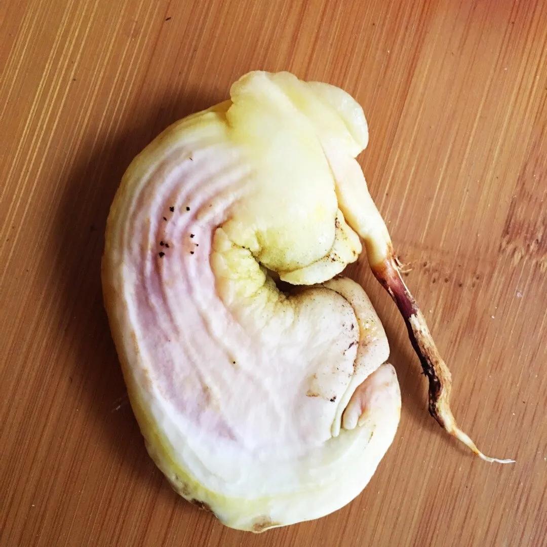 芒果核种芒果的过程,菠萝芒果核种植视频