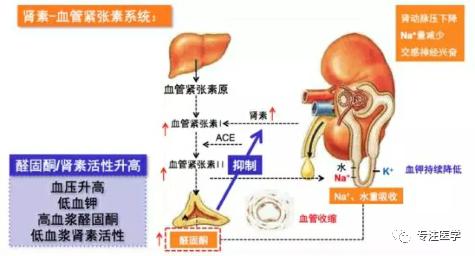 心衰常用药物,心衰常用药物有什么
