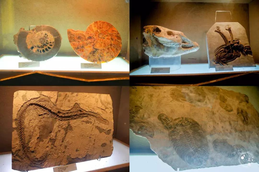 整个上海都是繁华的吗,上海一座美丽的魔都