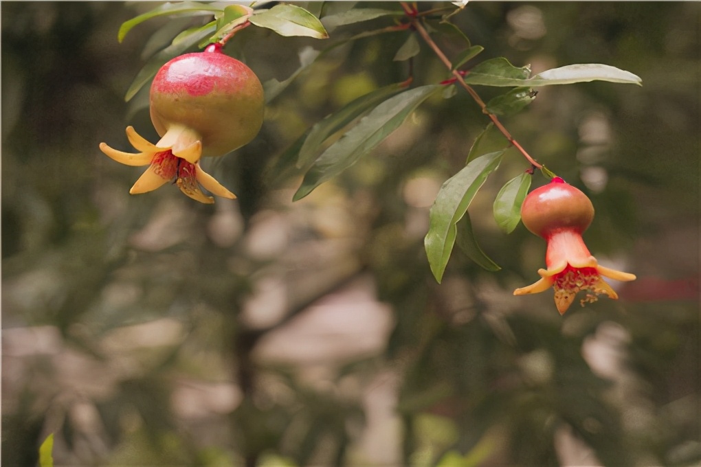 直径5公分高杆软籽石榴树苗价格,二年嫁接软籽石榴树苗多少钱一棵