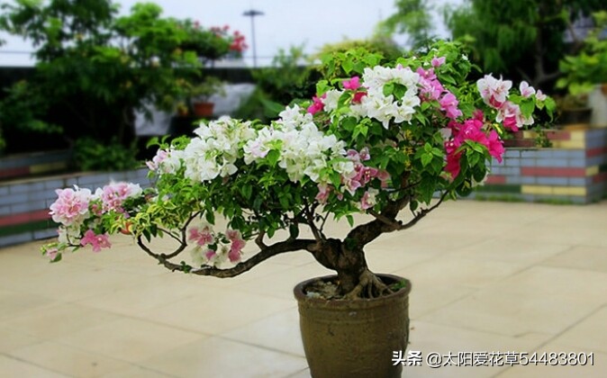 对光照要求不高的三角梅品种,阳台光照不足怎样让三角梅开花