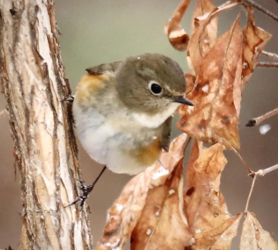 林业生态旅游科普,林草科普