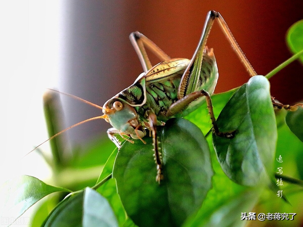 秋天到蝈蝈叫,秋天到蟋蟀叫