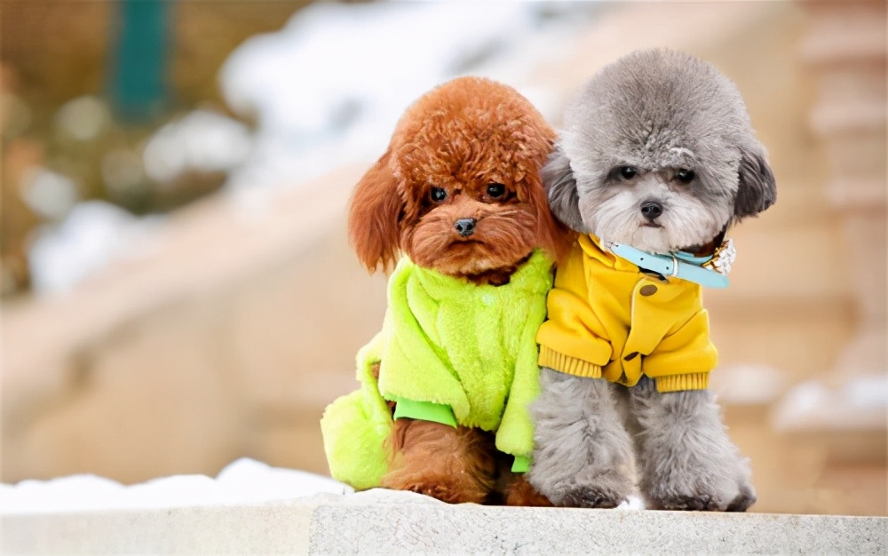 泰迪髌骨脱位跟断尾有关系吗,泰迪髌骨脱位2到3级一定要手术吗