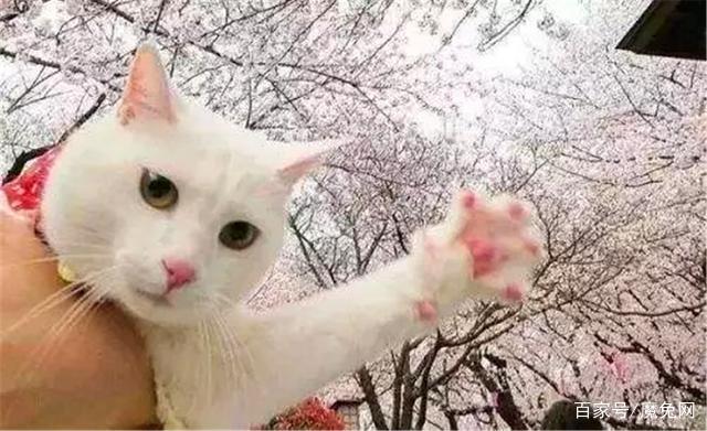 被猫抓了后发烧了怎么办,被宠物猫咬出血了要打狂犬疫苗吗