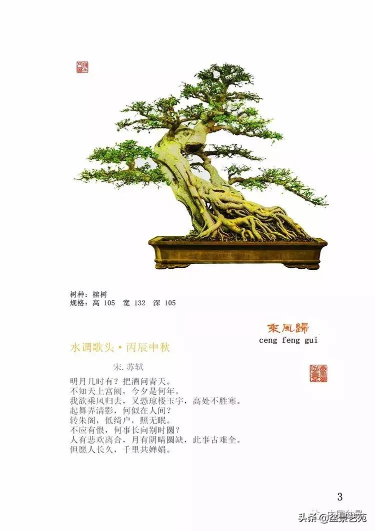 陈文图榕树欣赏,陈文图盆景