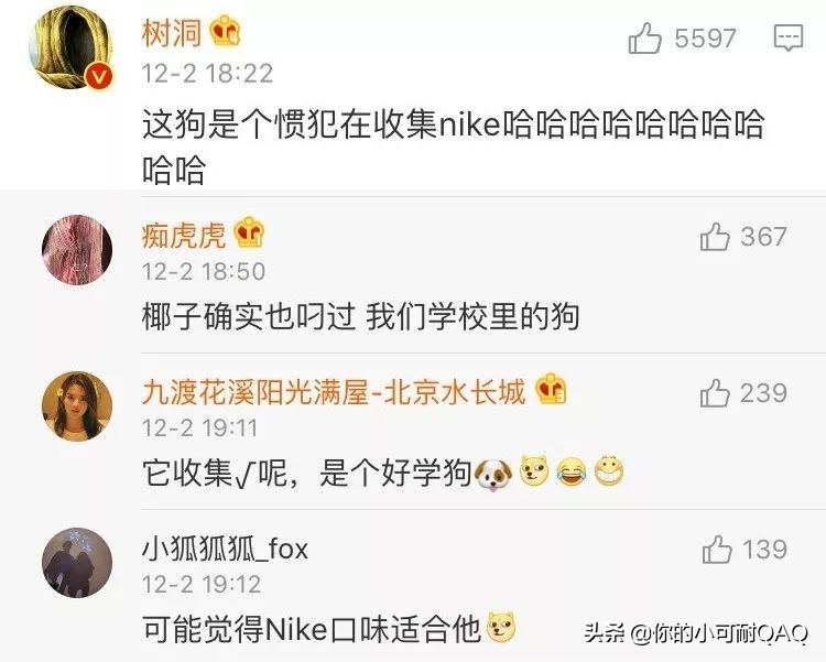 全网通缉照片上的狗,被全网通缉的狗