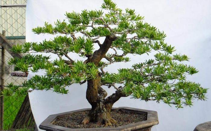 如何治疗罗汉松病虫害,罗汉松叶枯病最好治疗方法