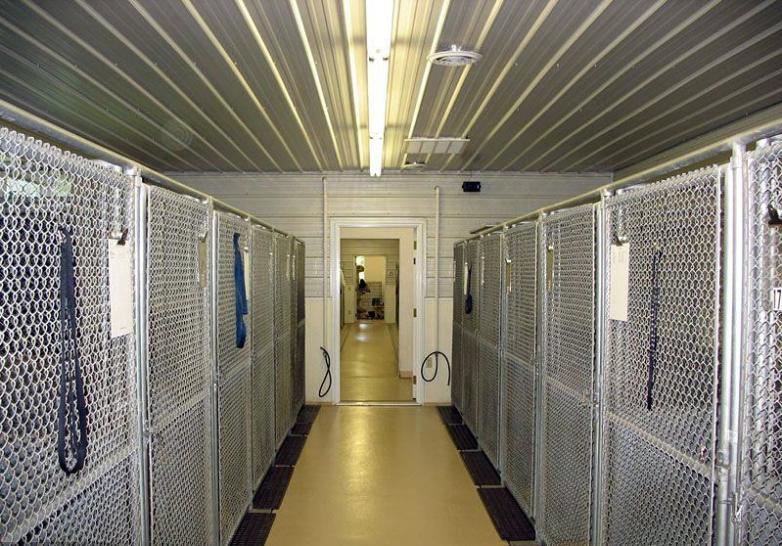 怎么挑选精品博美,怎么挑博美纯不纯