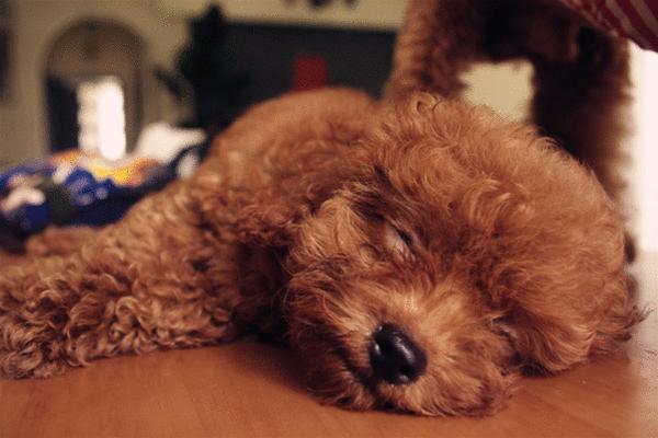 贵宾犬怎么养才不臭,贵宾犬怎么纠正护食