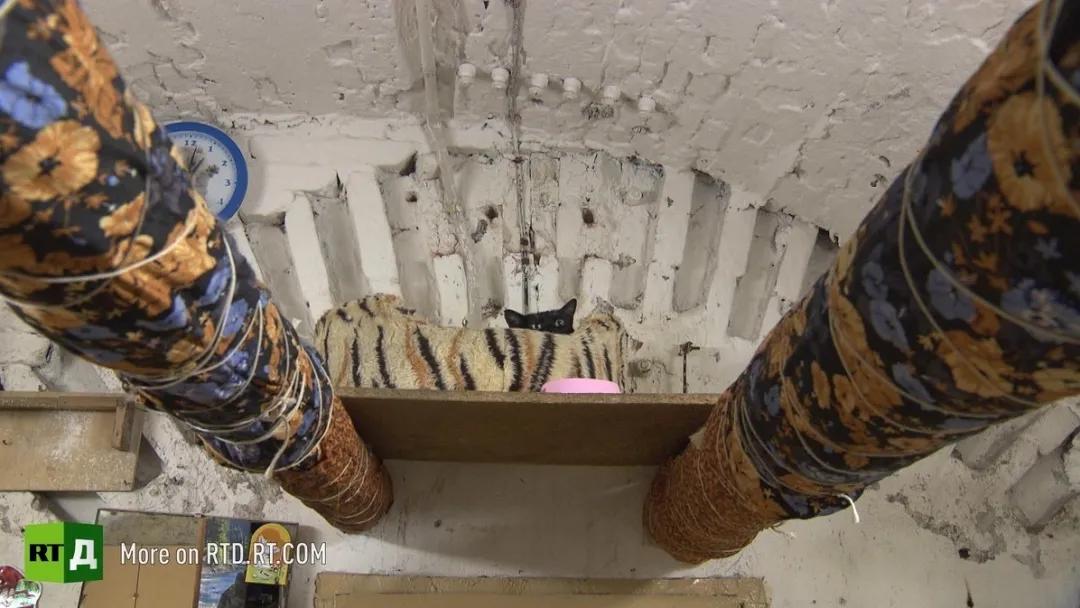 流浪猫突然暴富了,俄罗斯3只流浪猫