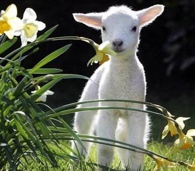 预防羊痘最有效的方法,羊痘季节