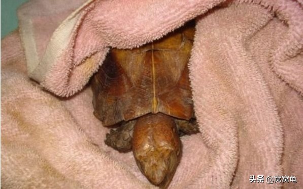 龟溺水全身僵硬还能救回来吗,龟溺水的特征