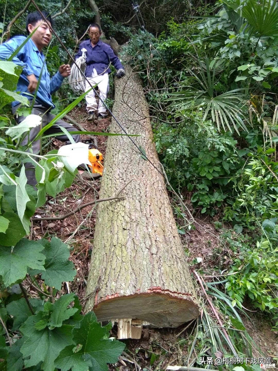 楠木棺木的真实故事,考古专家挖出200年前的古棺