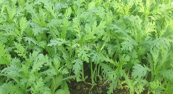 阳台有机绿色种植|茼蒿刚出苗怎么萎蔫枯死了？生产7要点有效解决