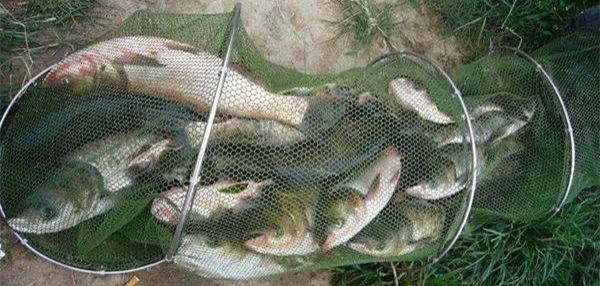 钓鲢鳙的各种小技巧和方法,钓鲢鳙如何避开小鲢鳙