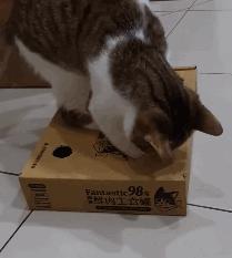 放假了猫咪带不走怎么办,过年了猫带不回去怎么办