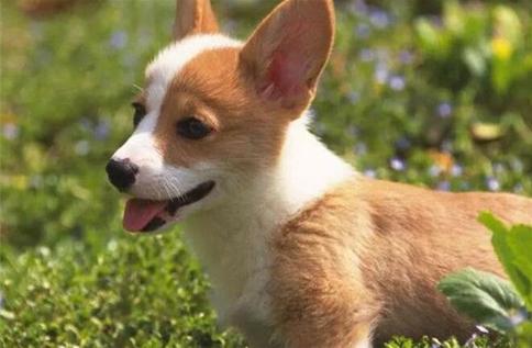 大学生小成本创业有哪些好点子,创业白手起家热门免费的创业点子