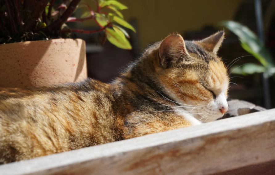 十猫九癣银渐层,比较严重的猫癣该怎么治疗