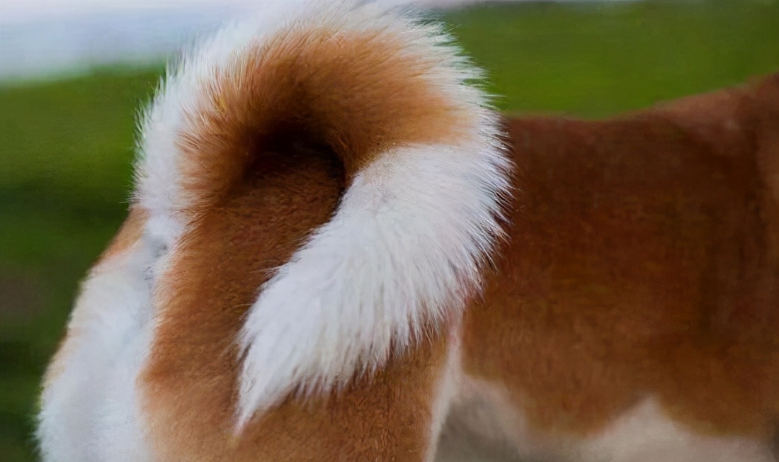 新手养狗100个基本知识,新手养狗狗狗的护食行为怎么纠正