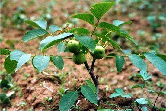 养花必备植物嫁接和养护技巧,养花匠秘籍