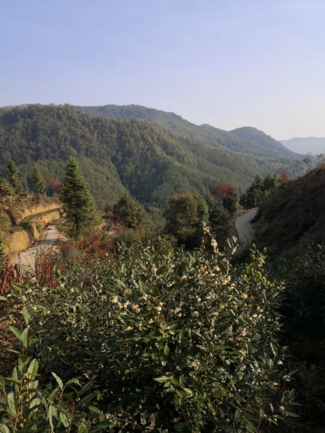 马蜂可以泡几次,马蜂特别多