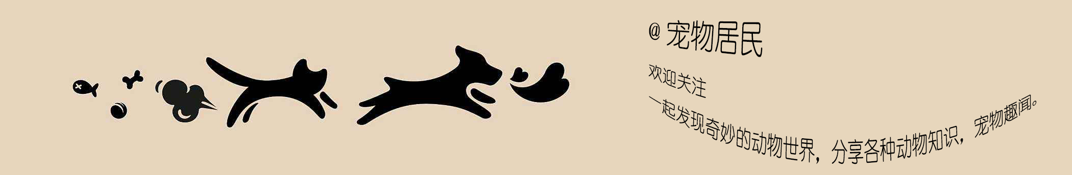 边牧和柴犬的优缺点,柴犬和柯基性格优缺点