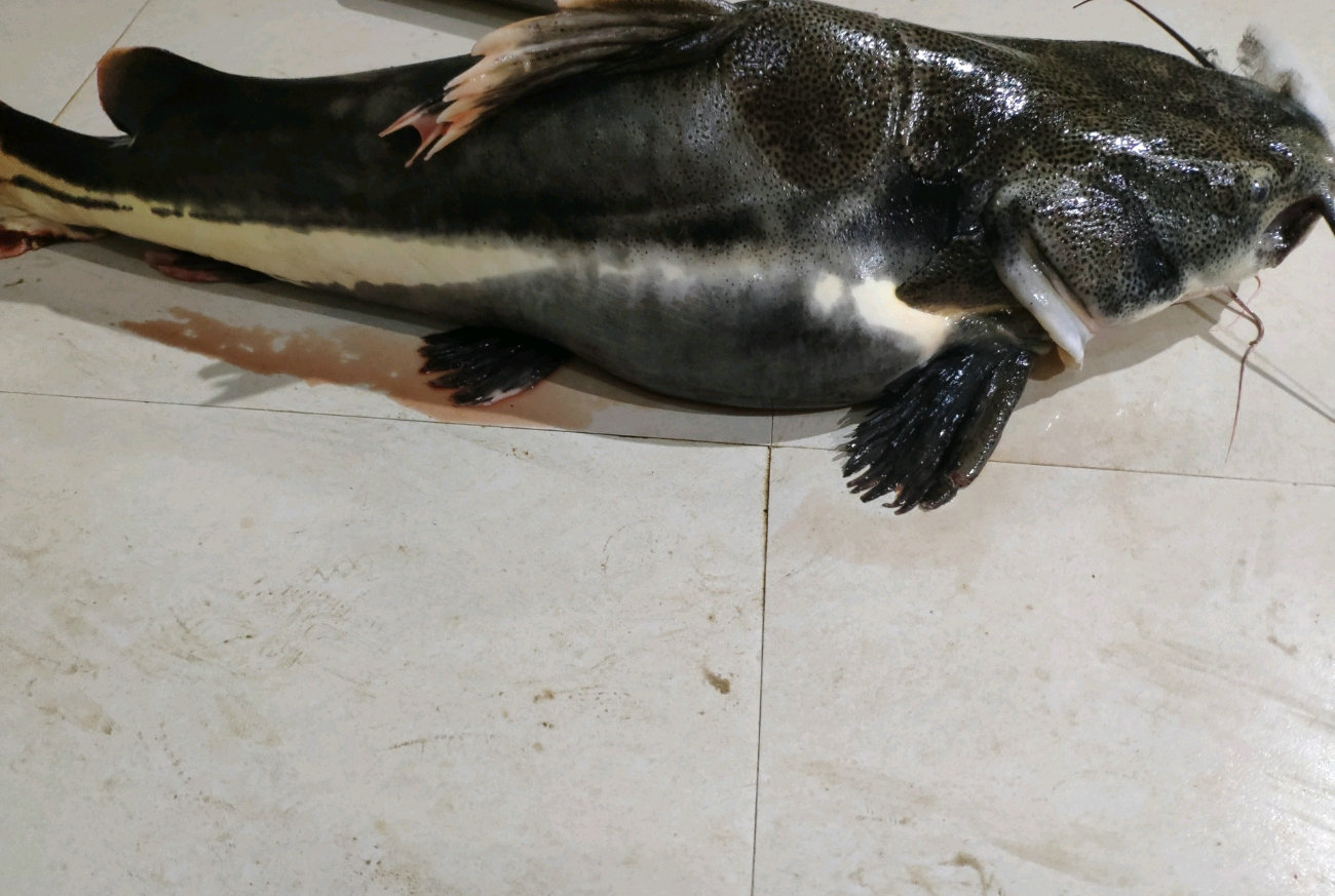 外国小伙在河里钓到超大巨鲶,钓鱼巨鲶