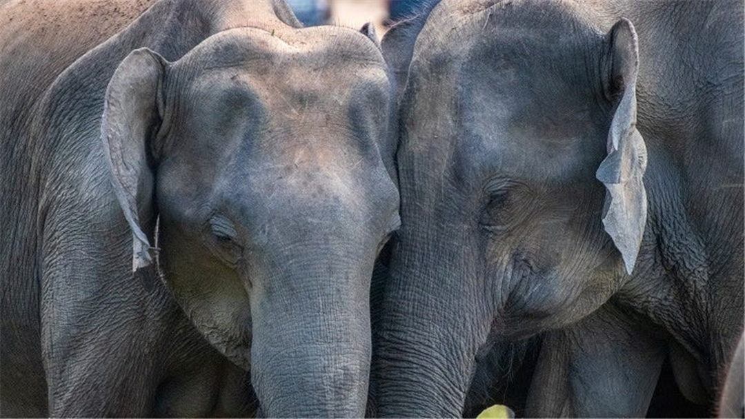 大象脚底可以感知很远的声音吗,大象听力来源于脚