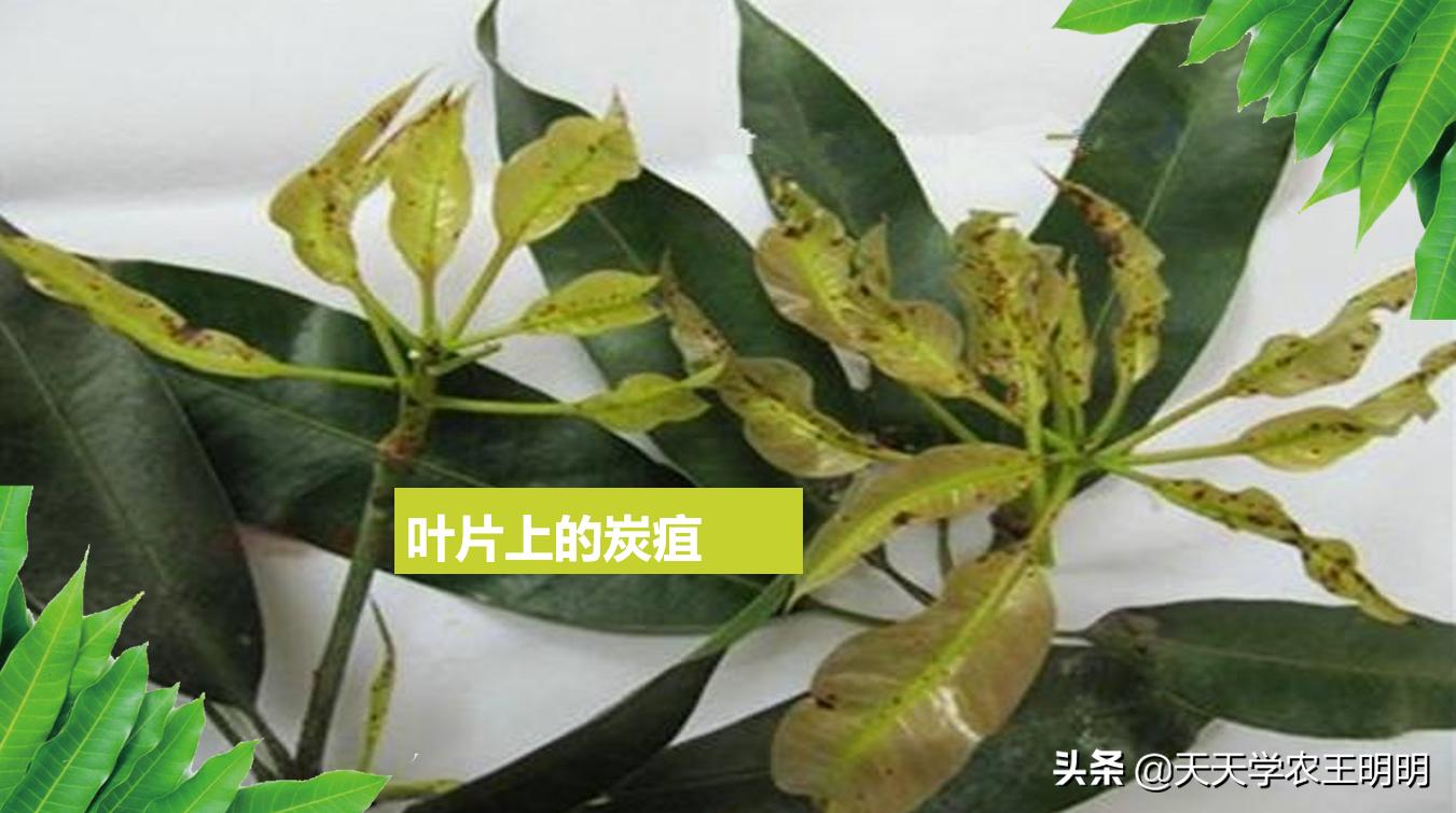芒果炭疽用什么药,芒果炭疽