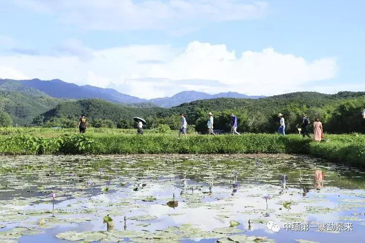 泰国顶级睡莲博士Dr.Nopchai版纳行,被勐景来圈粉