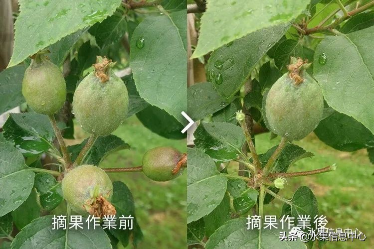 日本苹果种植现状,为什么日本苹果质量比中国的好