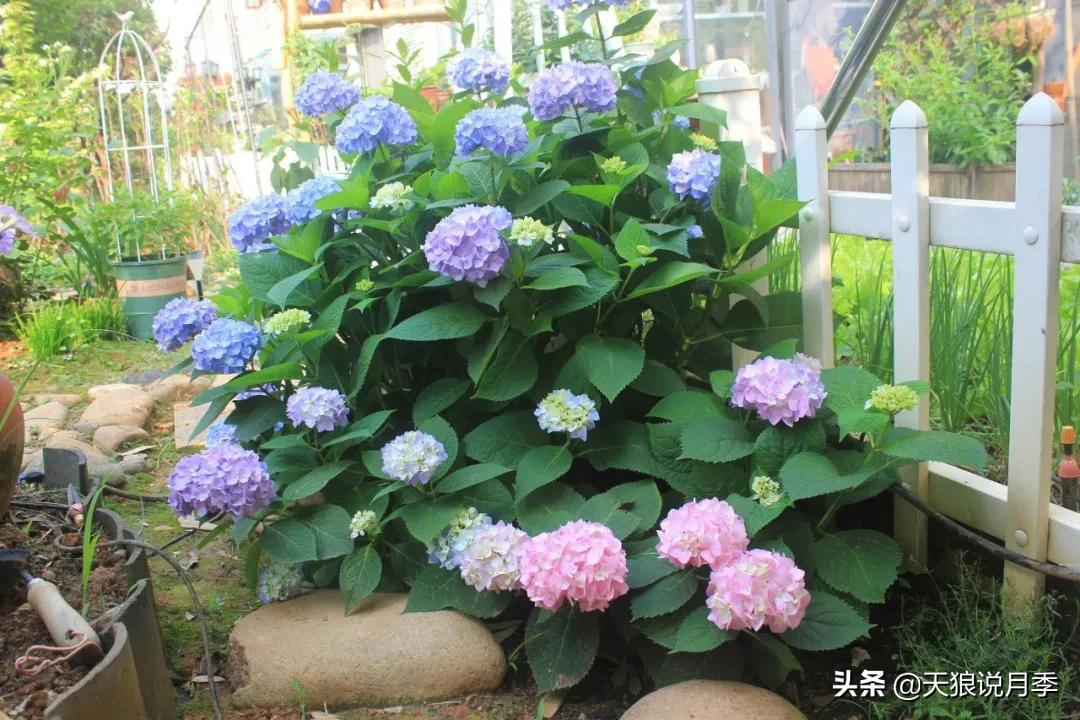 圆滚滚的绣球，瀑布般的花墙，这届花友也太会种花了吧