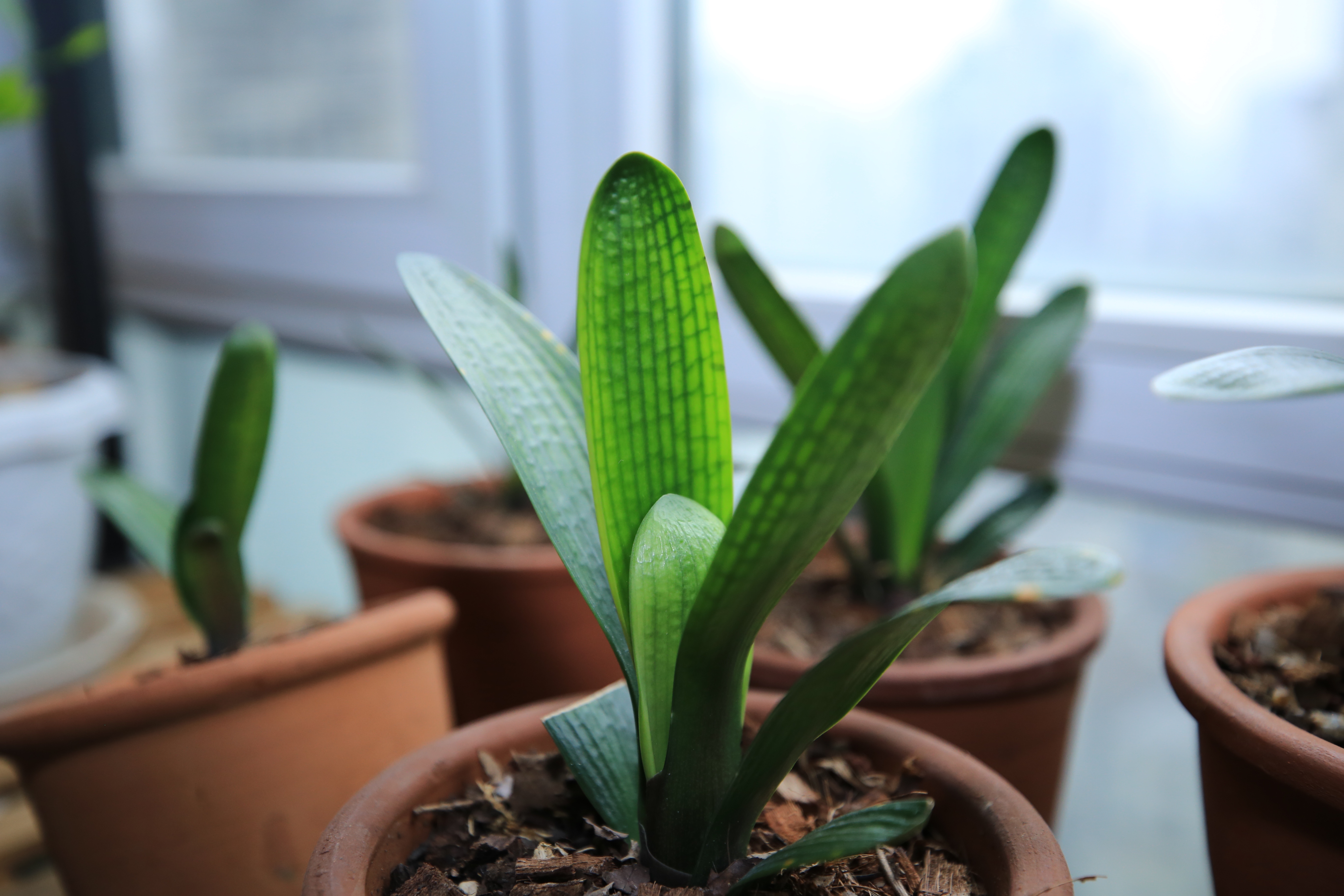 君子兰换盆的正确方法和浇水,君子兰换盆后要多少天浇第一次水