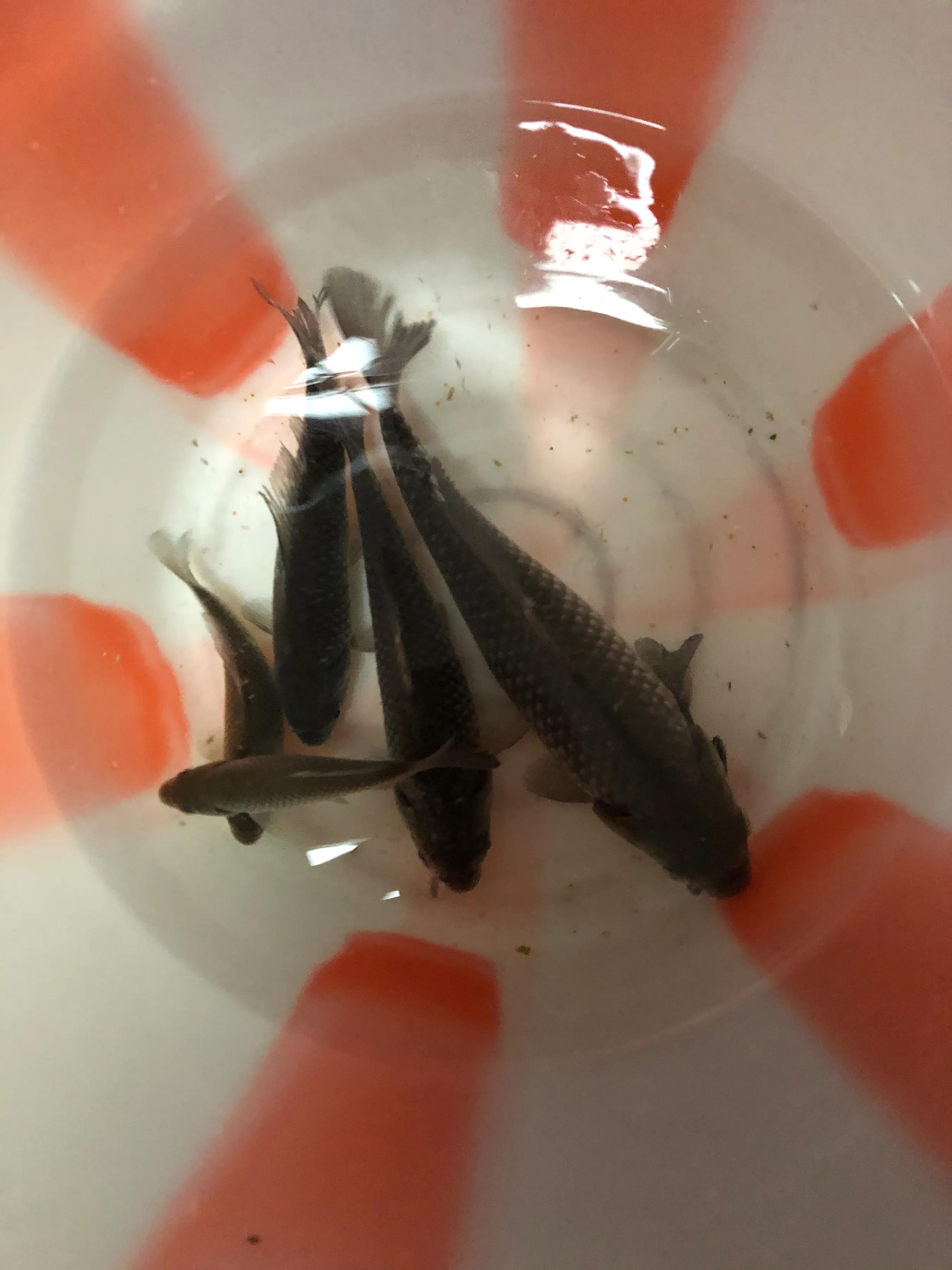 化氏野钓经典老三样,暮春钓鱼老三样配比