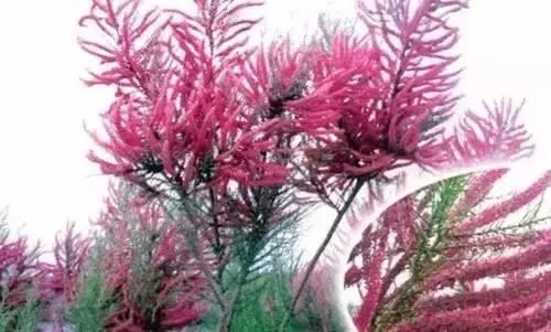 中国各市的市花,全国56个城市市花一览