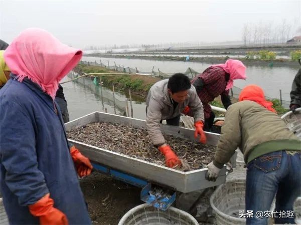 6月一斤12元，很多养殖户投入，如今价格腰斩已亏本，悔不当初