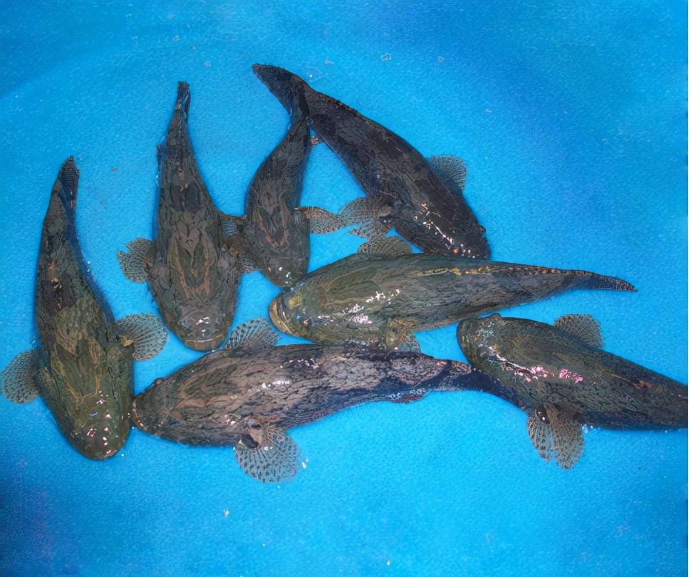 笋壳鱼为什么说是傻鱼,笋壳鱼是本土鱼吗