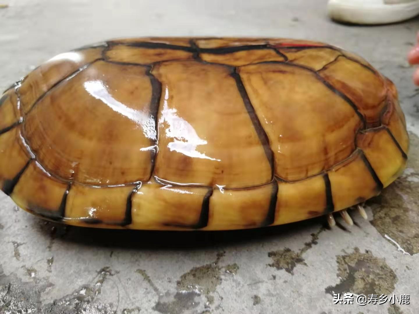 石金钱龟的冬眠时间是多长,石金钱龟冬眠需要干养还是水养